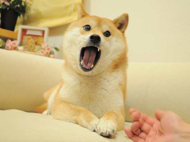 Yelling Doge