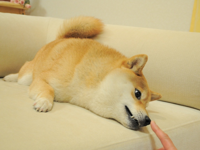 Curious Doge