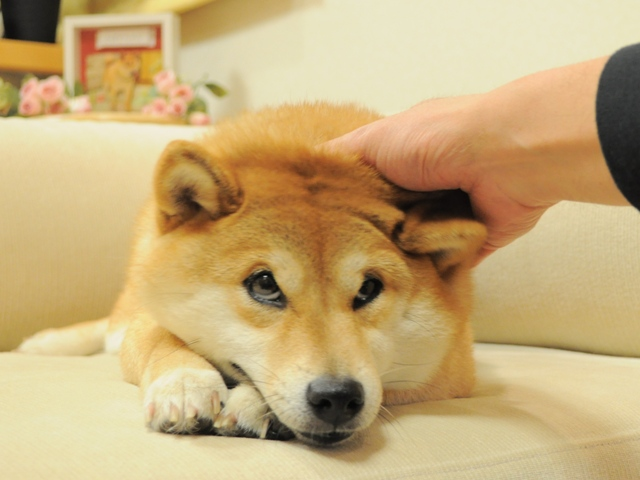 Sad Doge