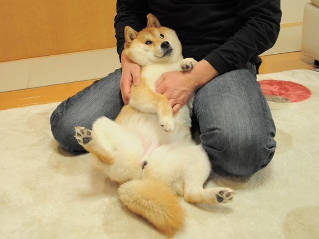 Cuddly Doge